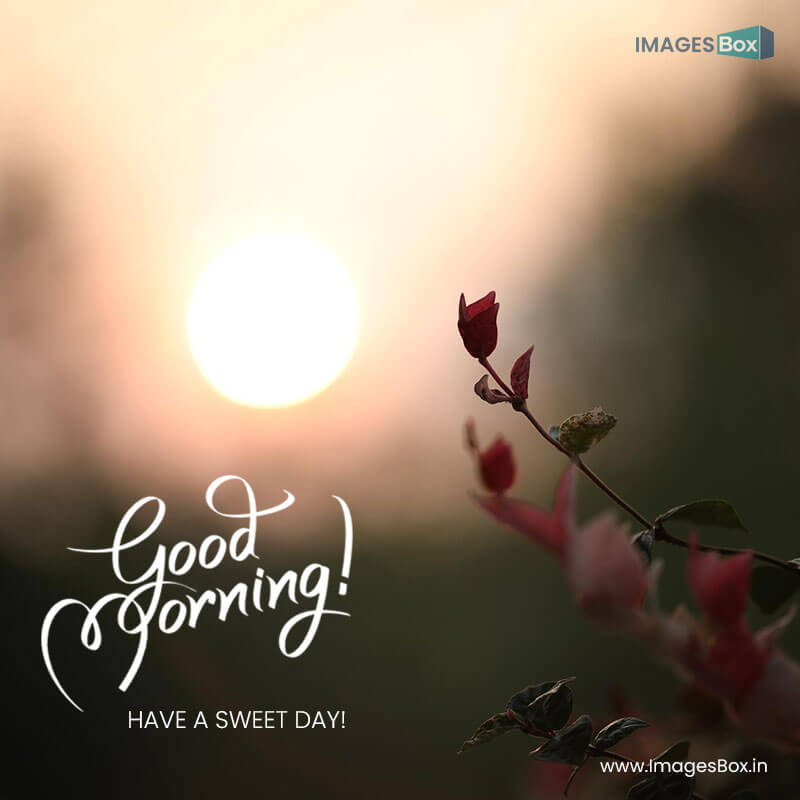 Good morning - manila tamarind flower with sunrise background 2023