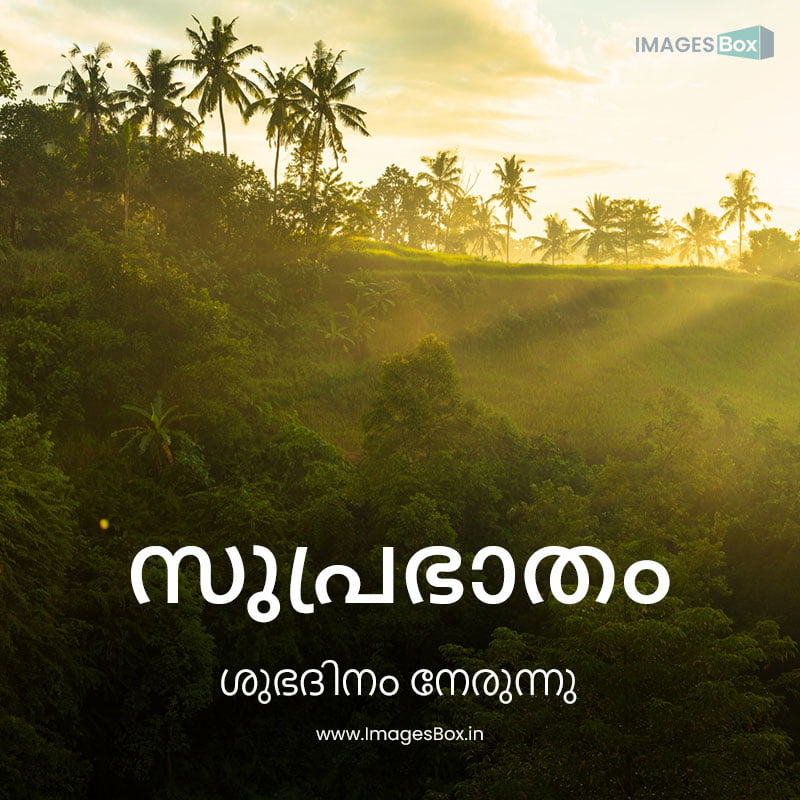 Malayalam good morning-sunrise jungle 2023