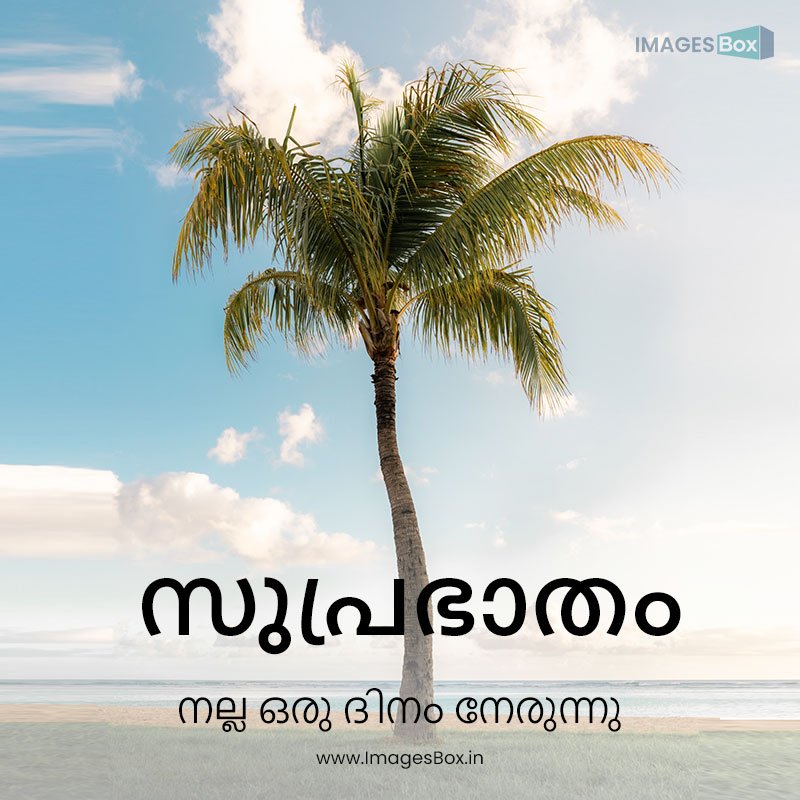 Malayalam good morning-vertical shot gorgeous palm edge sea bright sunny sky 2023