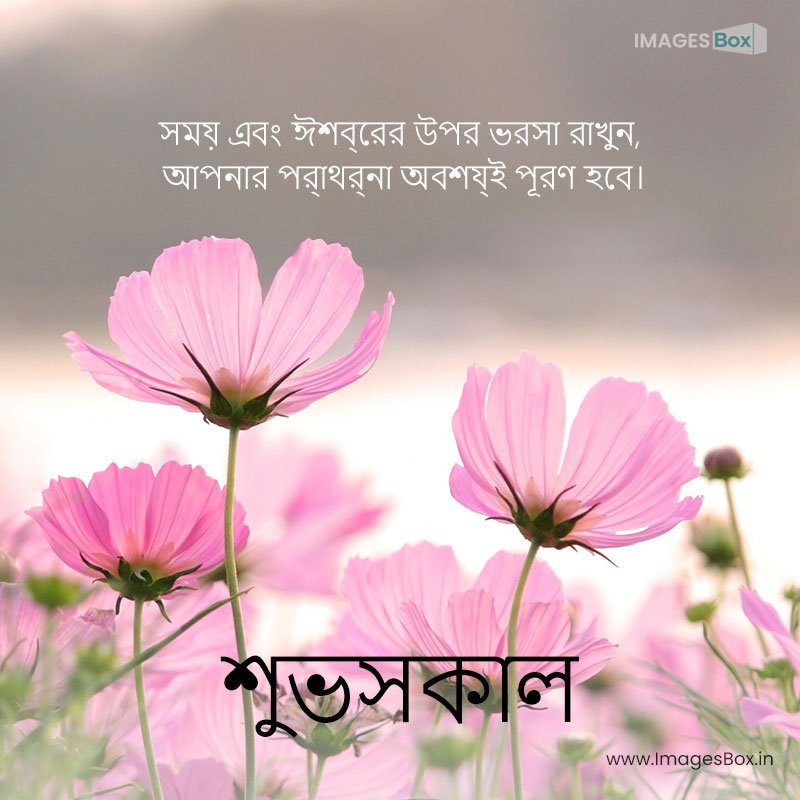 good morning bengali-cosmos flowers 2023