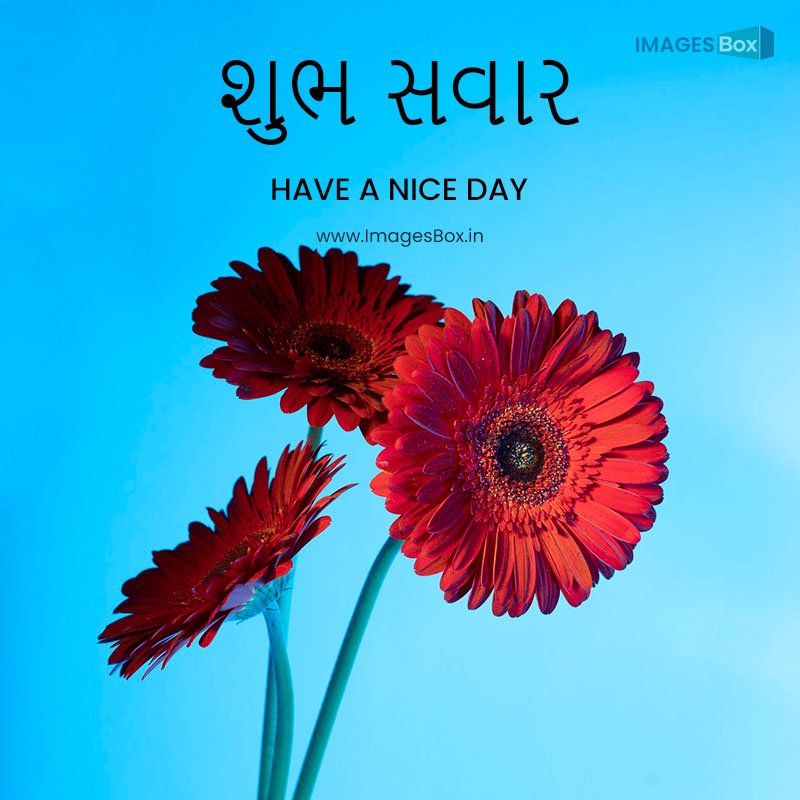 good morning gujarati-daisy flower against blue background 2023