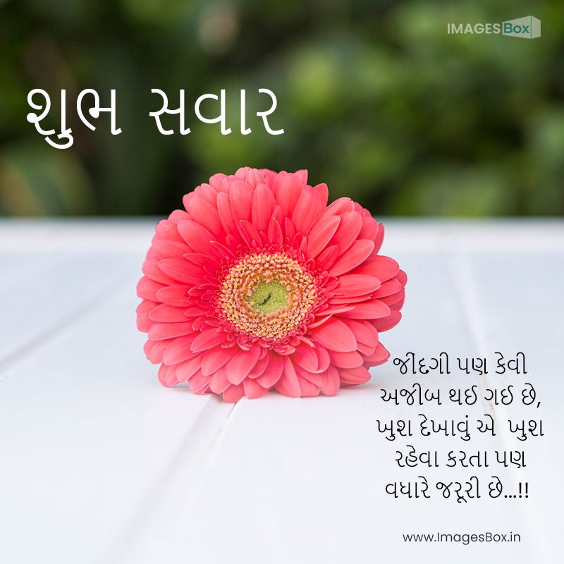 good morning gujarati-surface with pink daisy 2023