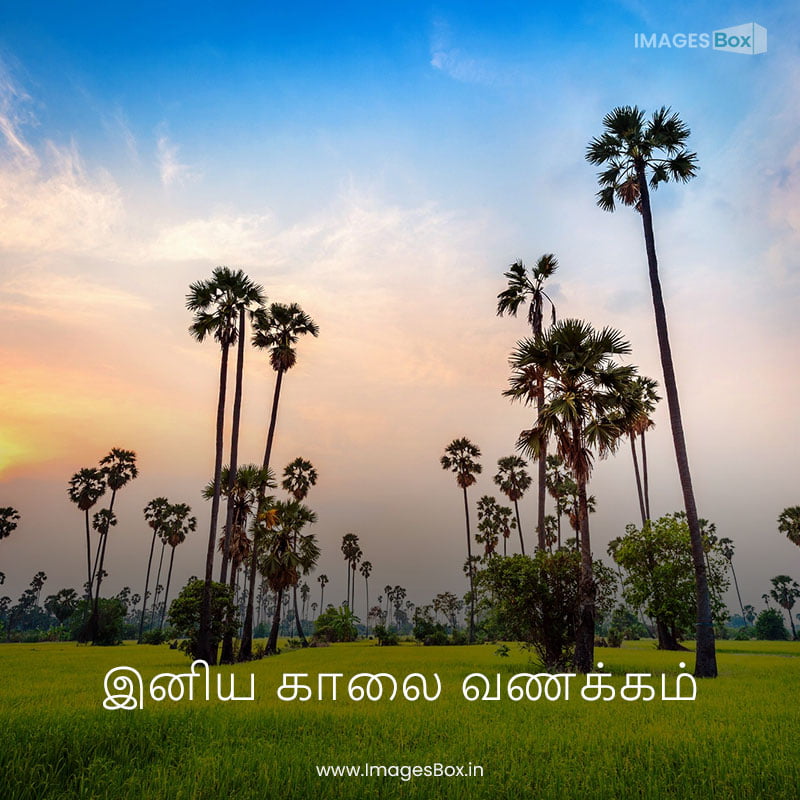 good morning tamil-landscape sugar palm rice field sunset 2023