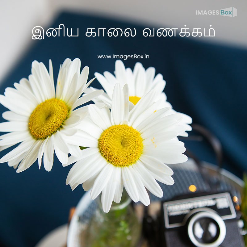 good morning tamil-old vintage rustic camera with bouquet daisy flowers wooden board close up bokeh view 2023