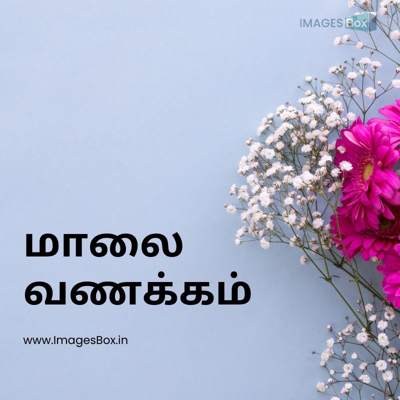 Baby s breath flowers pink gerbera flowers blue background-good evening images in tamil