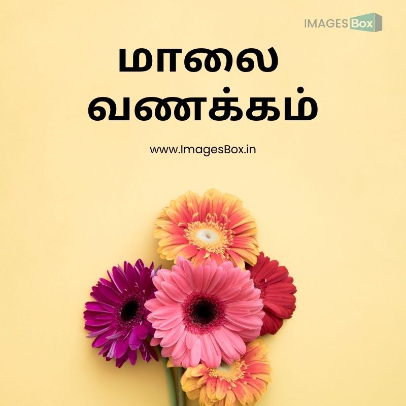 Bouquet gerberas-good evening images in tamil