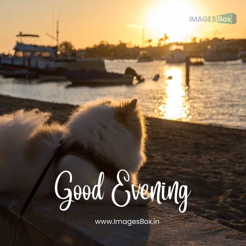 Dog looking sunset view-cute good evening images