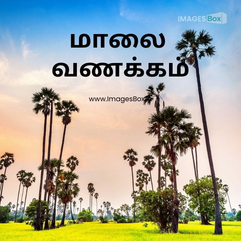Landscape sugar palm rice field sunset-good evening images in tamil
