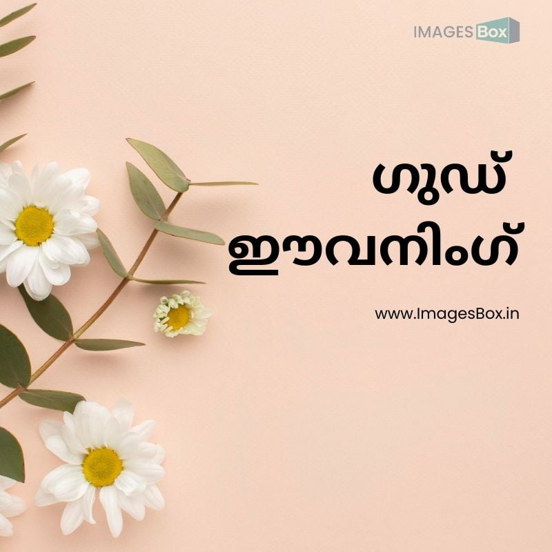 Light white flowers pic-good evening malayalam images
