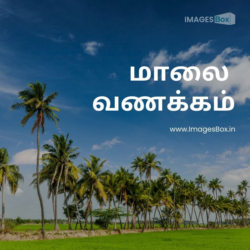 Rice plantation agricultur india-good evening images in tamil