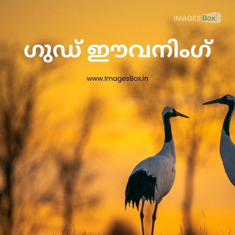 Selective focus shot two red crowned cranes field dawn kushiro hokkaido-good evening malayalam images