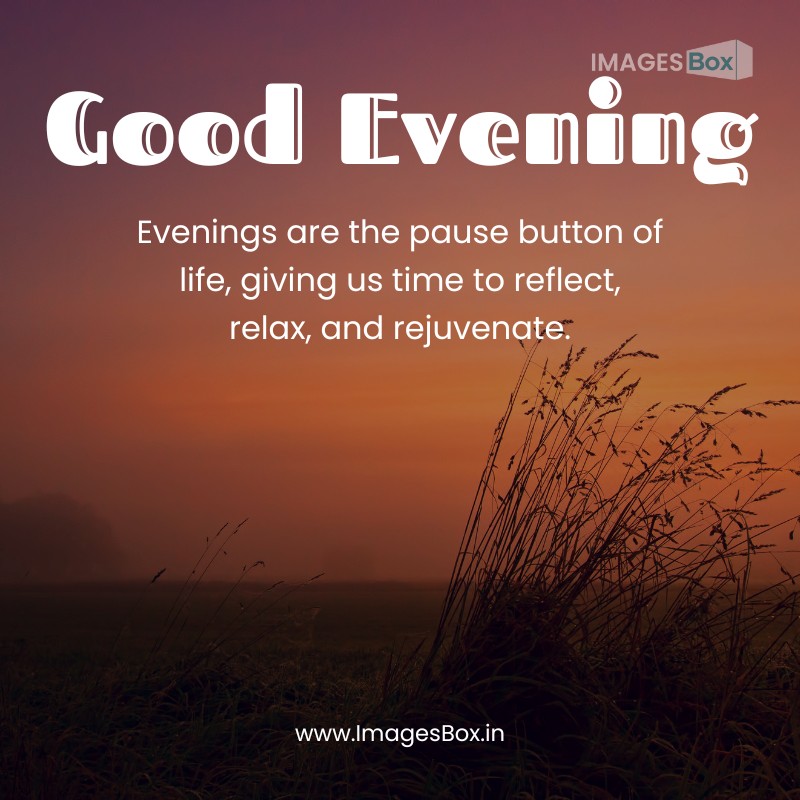 35+ Good Evening Images with Quotes (2025) 19 Silhouette of Grass during Nighttime-good evening images with quotes
