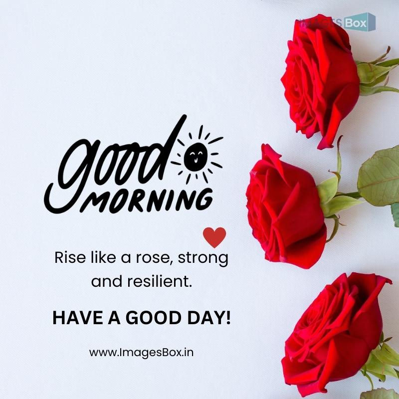 Skyblue background with three roses good morning rose image Good Morning Rose Image