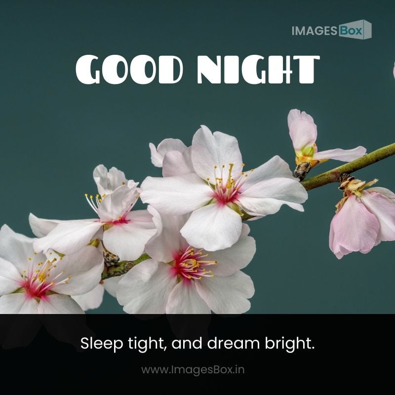 Almond Tree Flowers-flower good night images