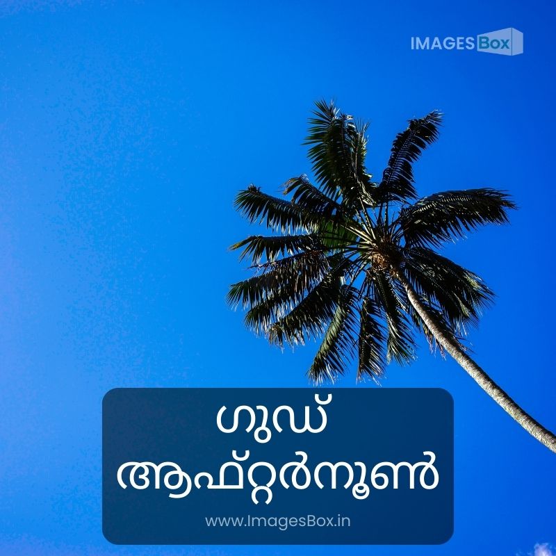 Beautiful pam tree with blue sky background-good afternoon malayalam images