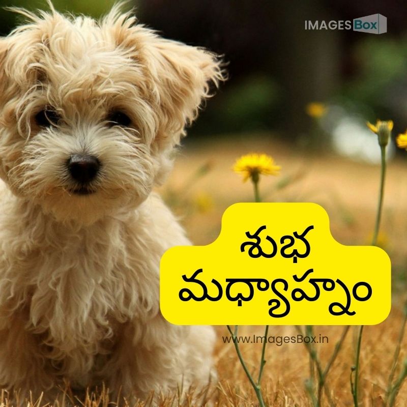 Cute Dog Baby-Good Afternoon Images In Telugu