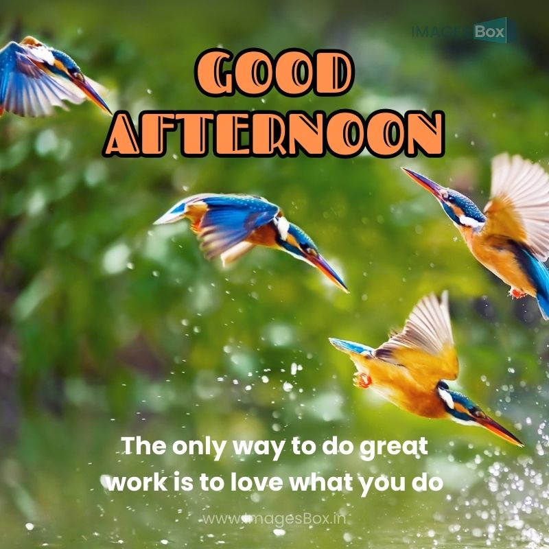 Kingfisher Bird Fishing-whatsapp good afternoon images