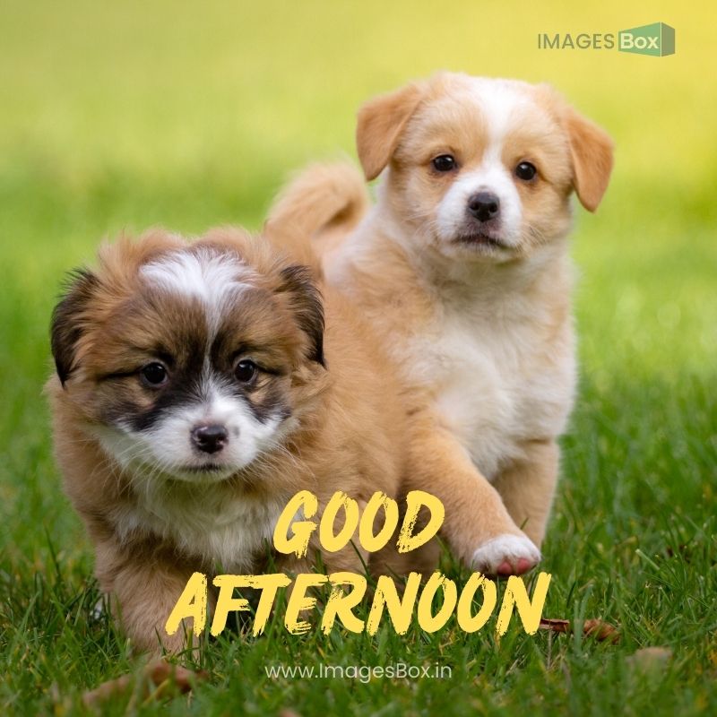 Naughty puppy-sweet good afternoon images