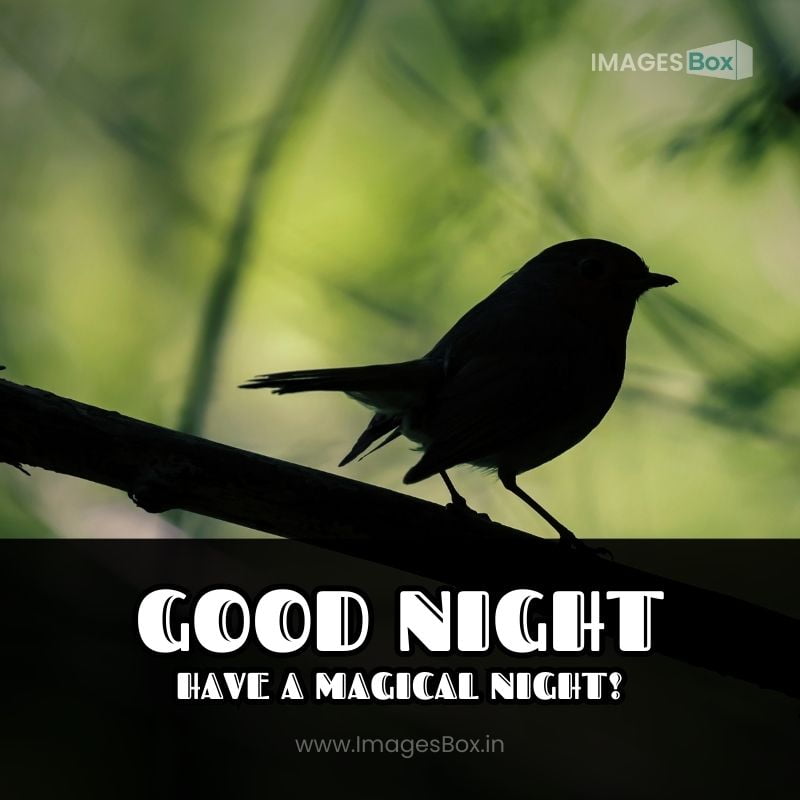Night Flower-good night birds images