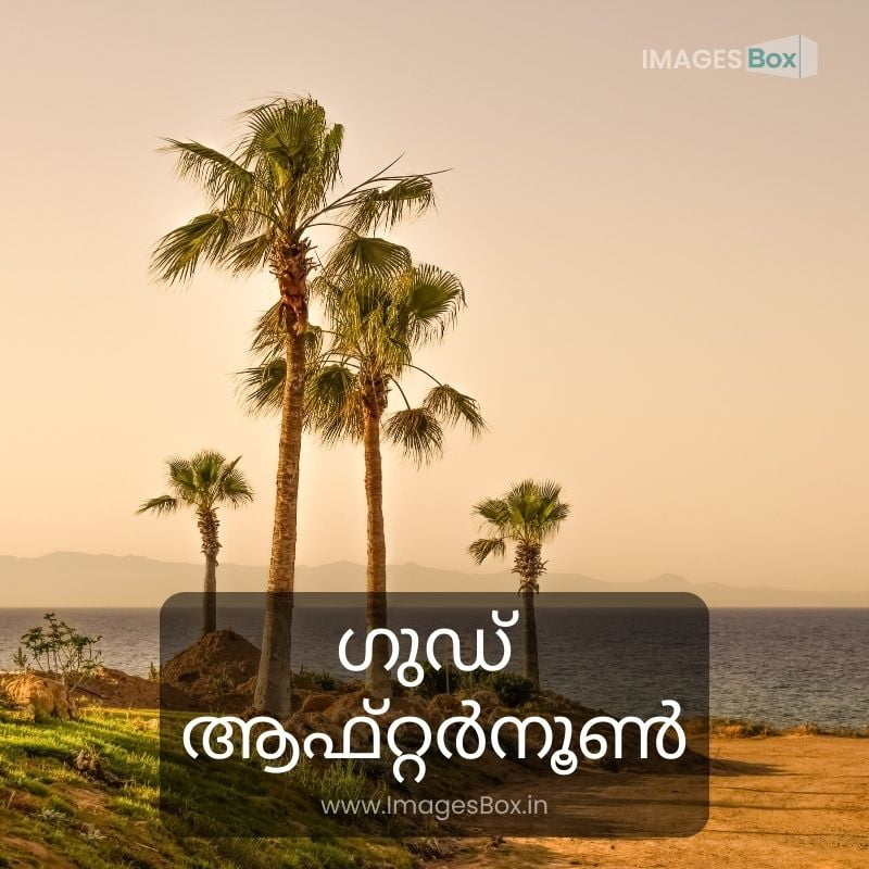 Palm Trees by the Sea-good afternoon malayalam images