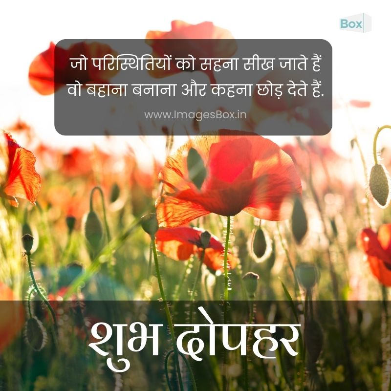 Poppies in the sun-good afternoon images with quotes in hindi