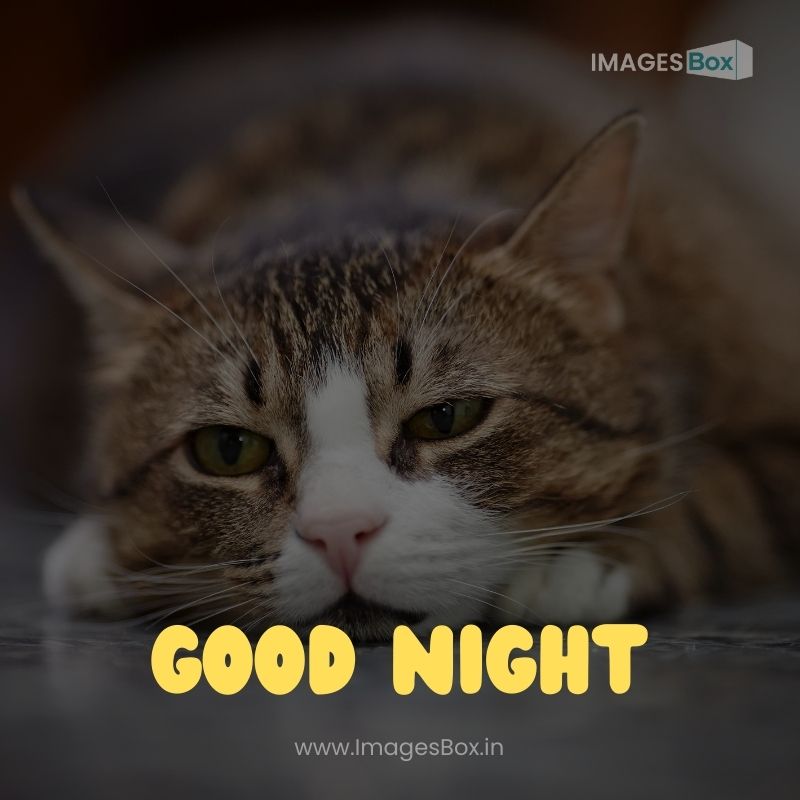 Portrait of the sad striped cat-sad good night image