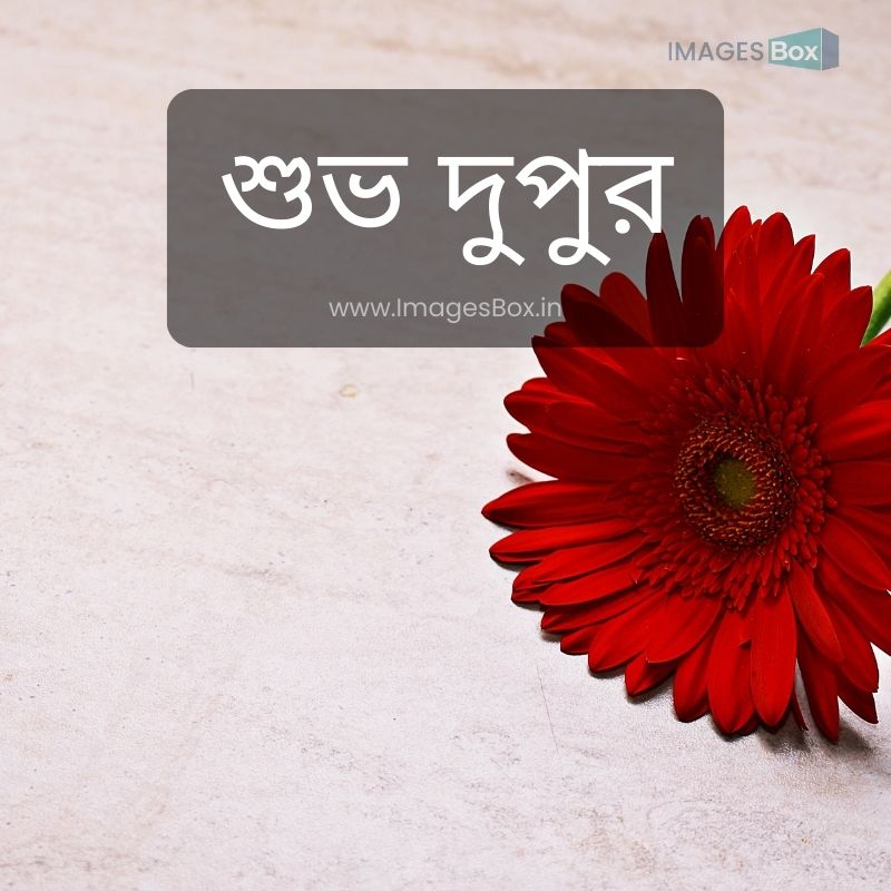 Red Flower-good afternoon images in bengali