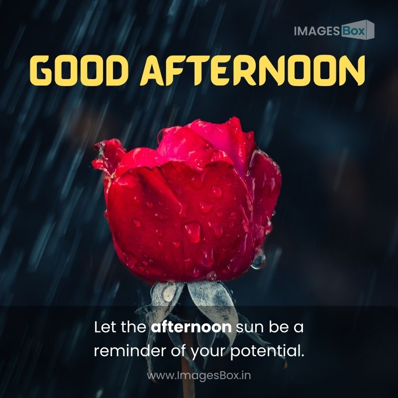Red rose with black background rain-good afternoon rose image