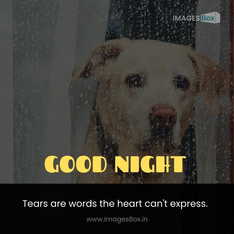 Sad dog waiting alone at home-sad good night image
