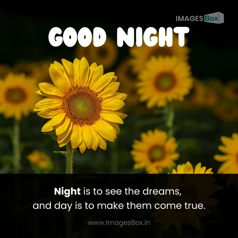 SunFlower at Night-flower good night images