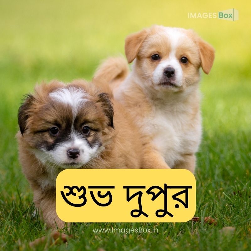 Two Cute Puppies in the Grass-good afternoon images in bengali