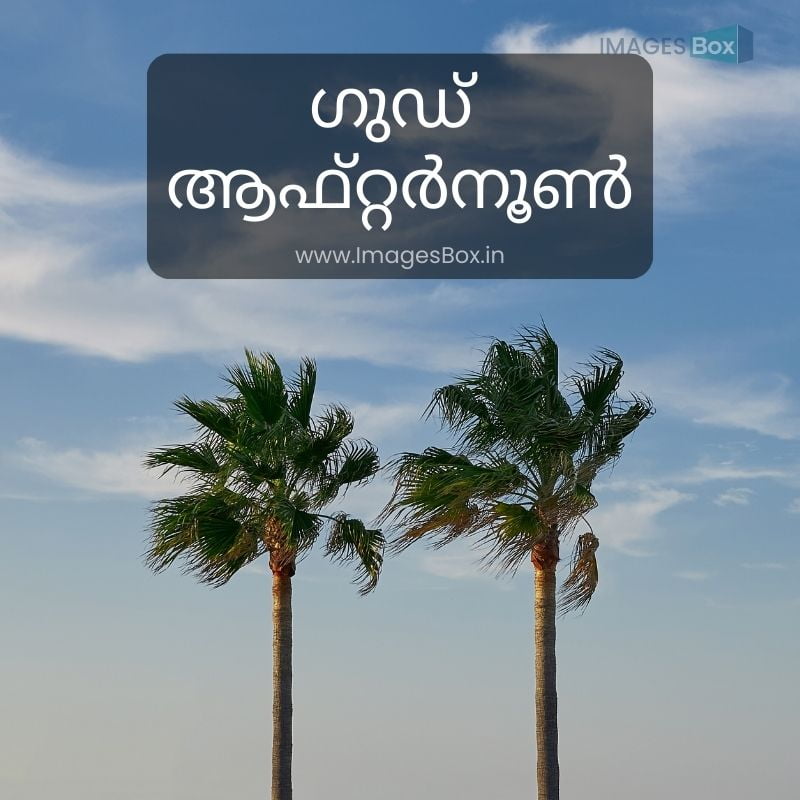 Two tall pam trees against a cloudy blue sky-good afternoon malayalam images