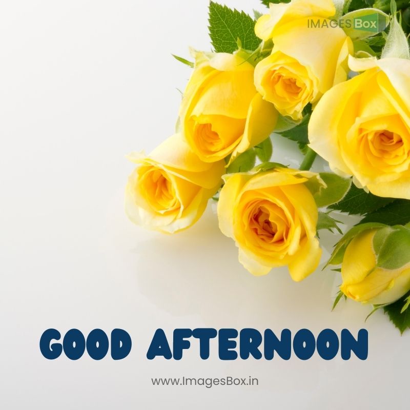 Yellow rose background white table-good afternoon rose image