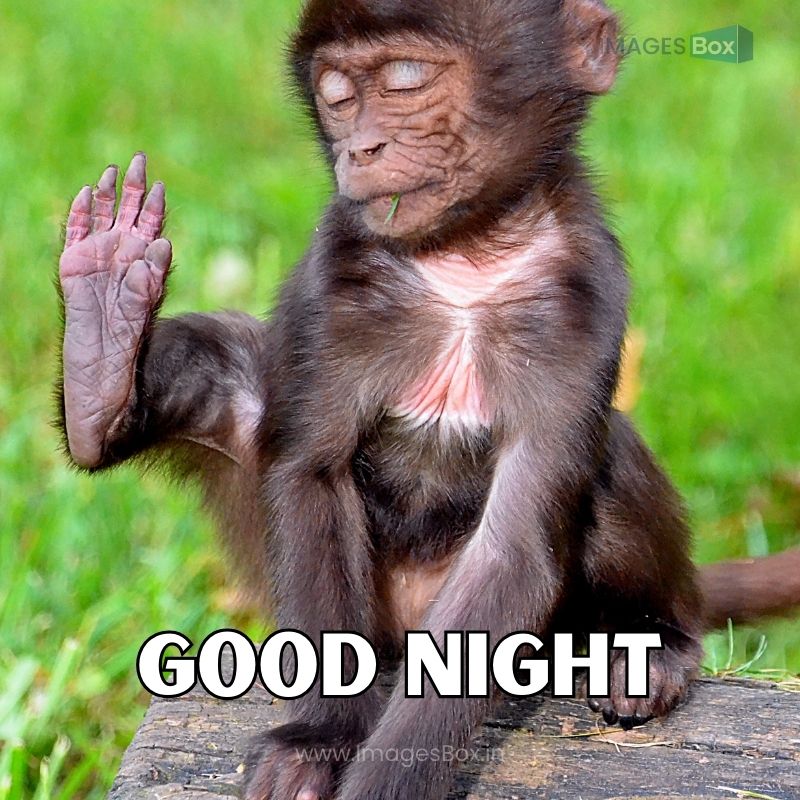 Brown Monkey on Gray Rock good night image