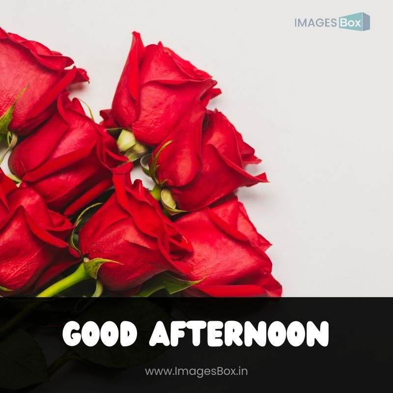Bunch of red roses on white background Good Afternoon photo