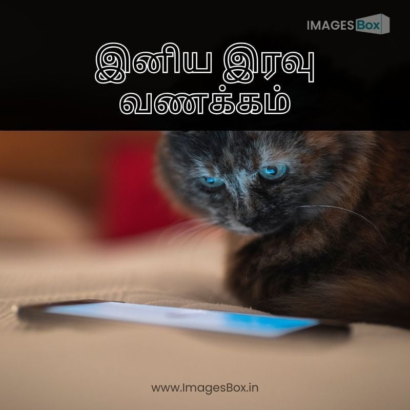 Cat watching a video on the phone-good night images in tamil