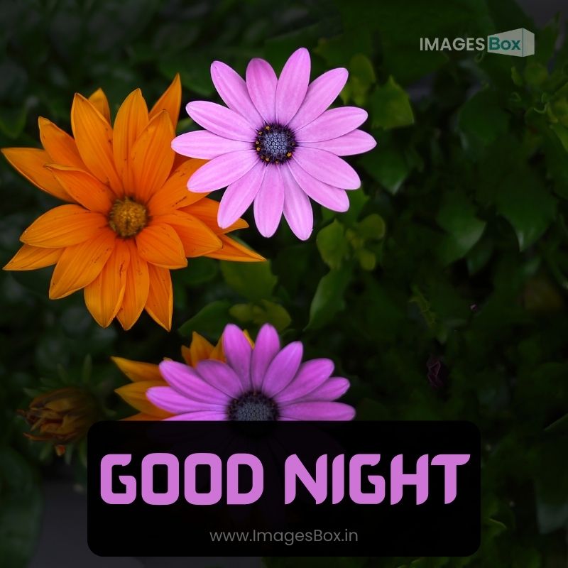 Colorful vivid flowers in dark tone good night image