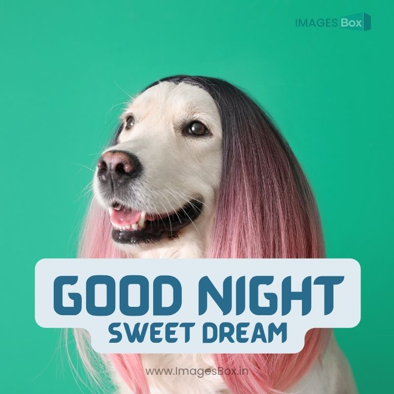 Funny Dog in Wig on Color Background-good night comedy images