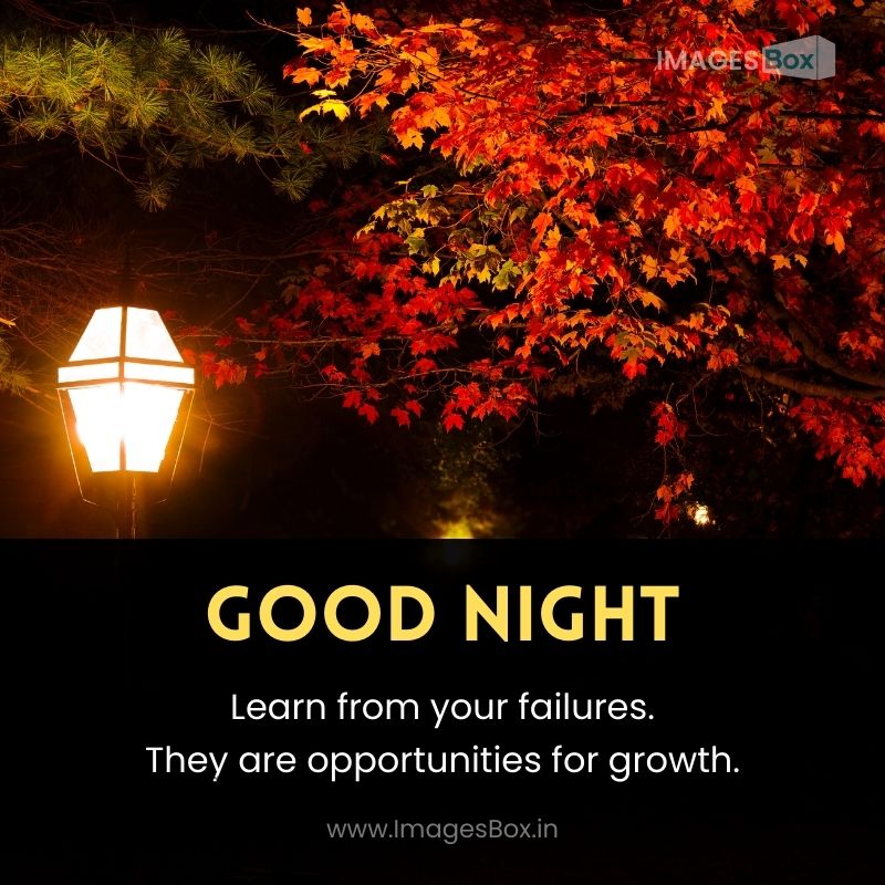 Maple tree was lighted was the lamp-good night images with quotes for whatsapp