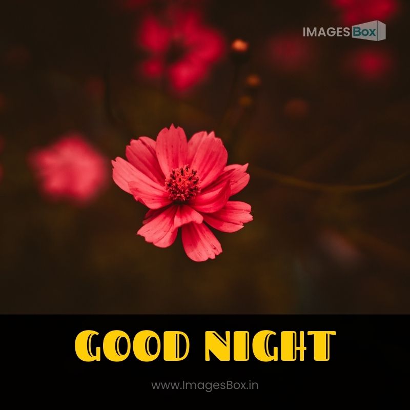 Red Flower good night image