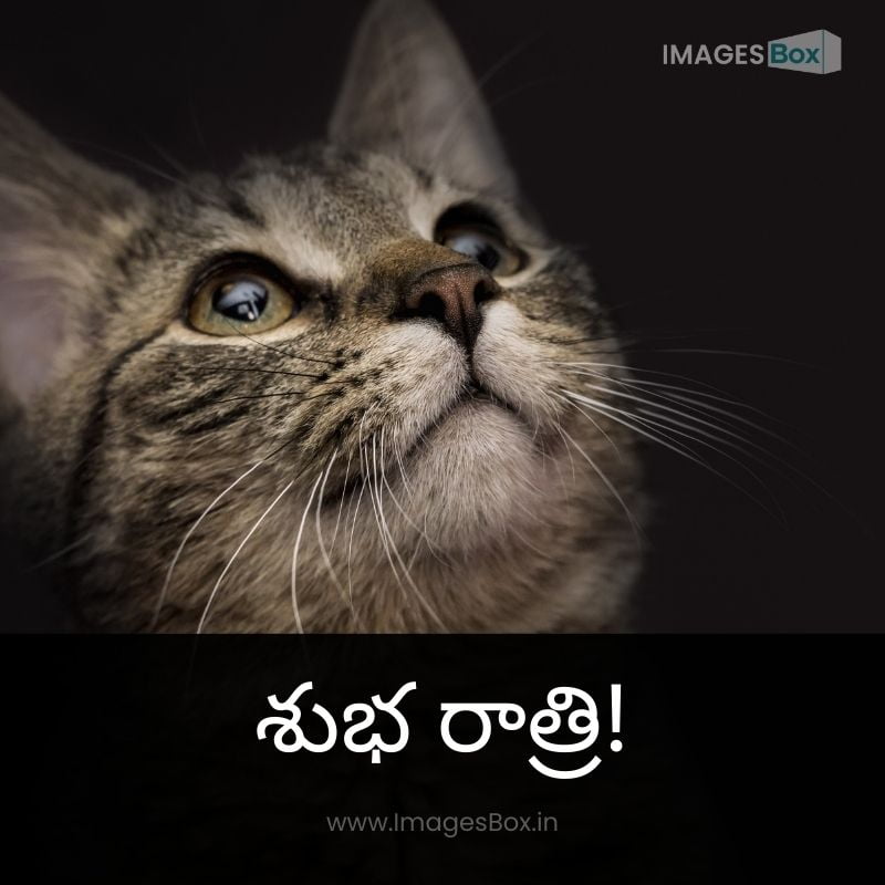 cat night with background black-good night images in telugu