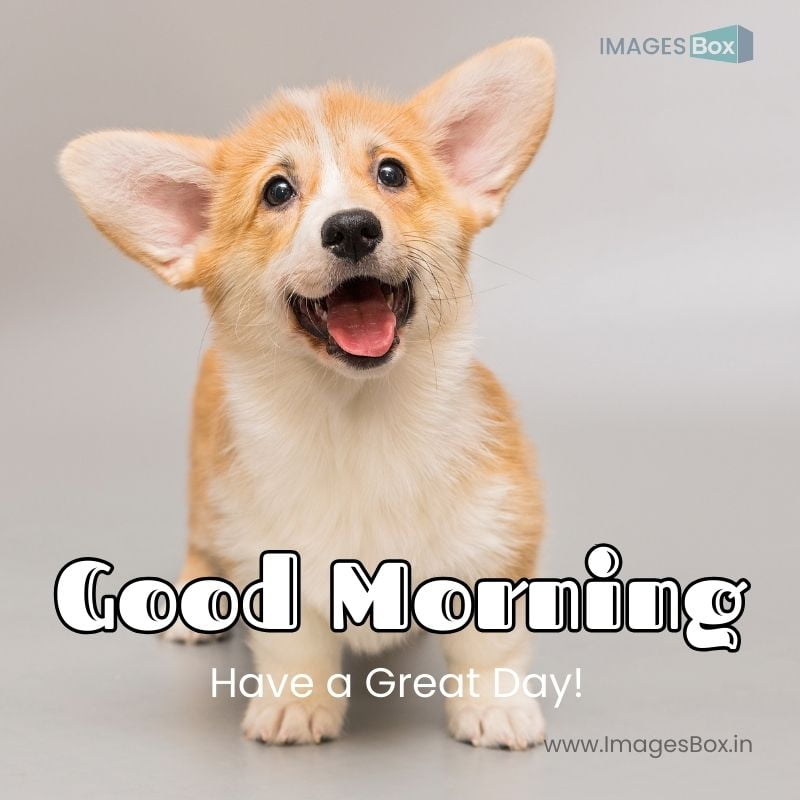 dog reactiongood morning image
