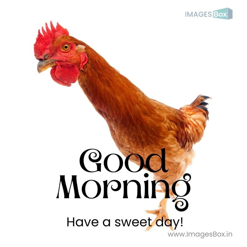 funny and curious rooster chicken good morning image