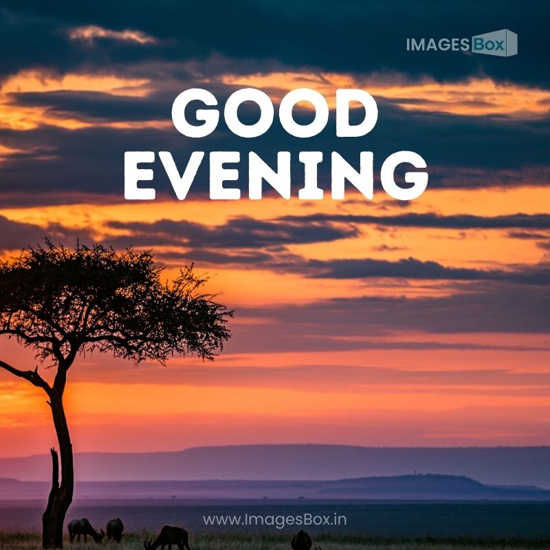 savanna with pasturing wildebeests good evening image